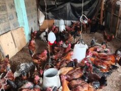 How to start poultry farming in Kenya with Ksh30,000