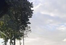 Ossen Girls Facts and History