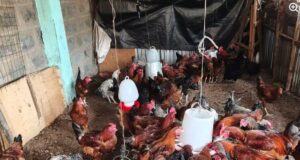 How to start poultry farming in Kenya with Ksh30,000